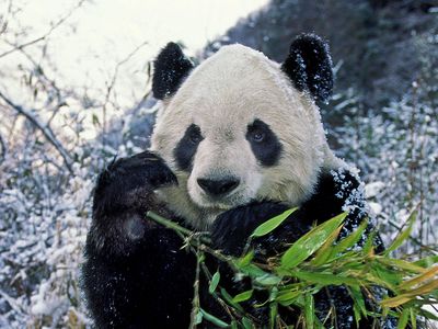 A giant panda sitting in a snowy landscape holds a piece of bamboo