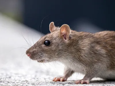 Rats make a high-pitched sound similar to laughter when they&#39;re being tickled.