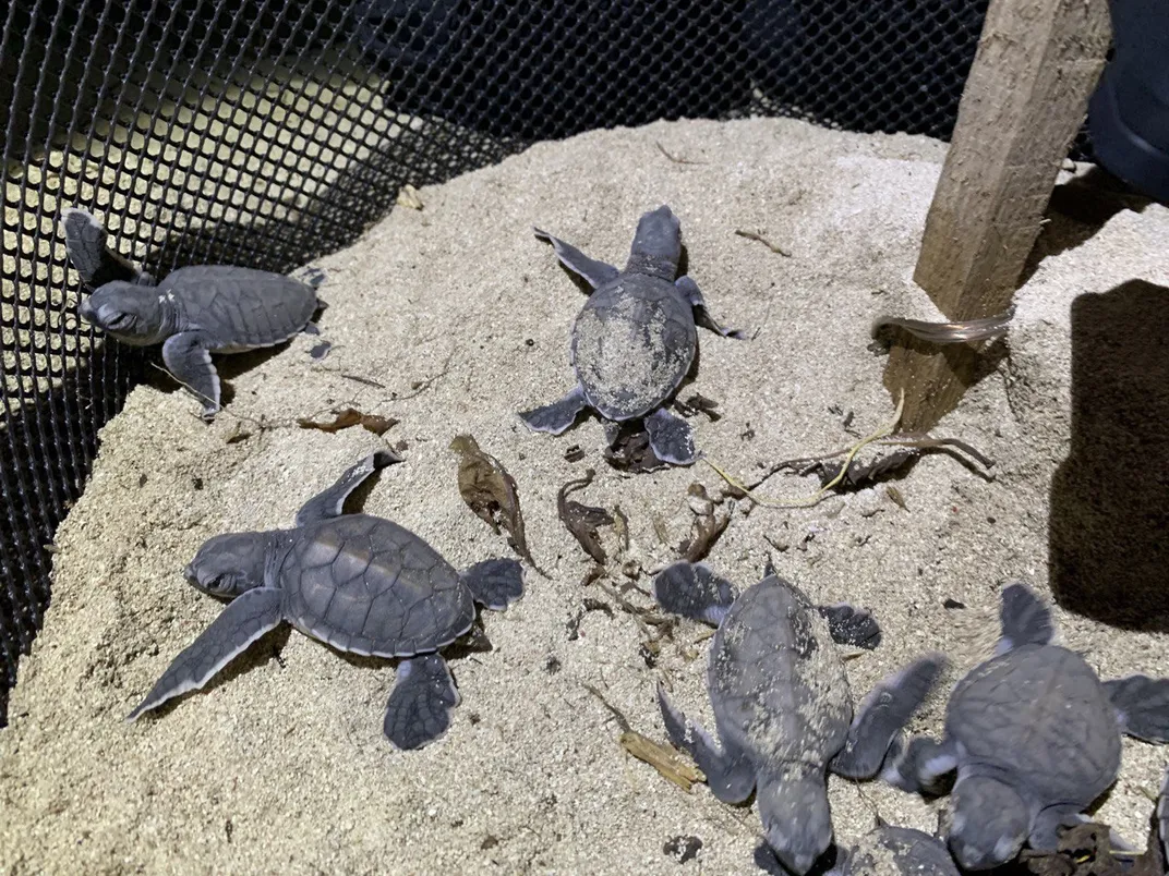 Sea turtle hatchlings in the sand