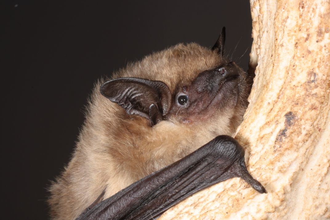 Serontine bat