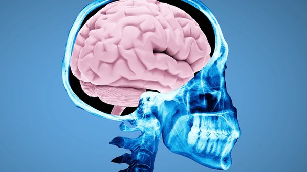 Preview thumbnail for Ask Smithsonian: What Happens When You Get a Concussion?