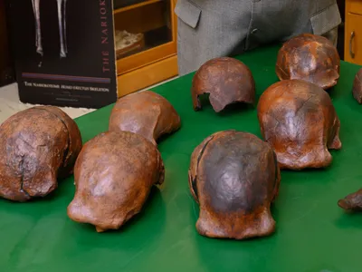 Several Homo erectus skulls were recently identified as the youngest known fossils of the species, some 108,000 to 117,000 years old. These fossil replicas are housed at the University of Iowa. 