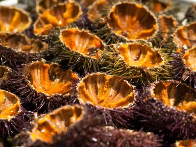 Fresh erizos del mar (sea urchins) served in the shell.