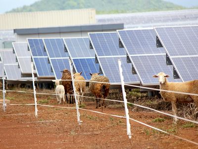 Grazing sheep on solar farms can be a win-win for the energy and agricultural industries.