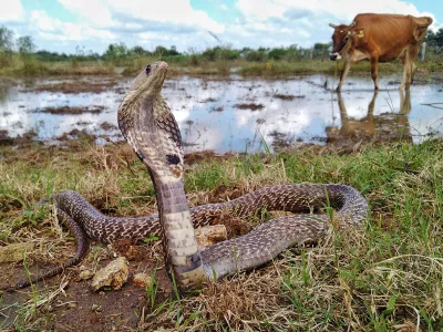 An Indian cobra found in the farmlands of Kanchipuram, India. The country has the highest rate of snakebite deaths in the world.
