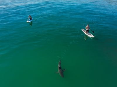 A shark swims near two paddle boarders off California&#39;s coast.