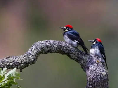 Male acorn woodpeckers, like the one on the left, have more offspring over their lives when they’re polygamous, according to new research.