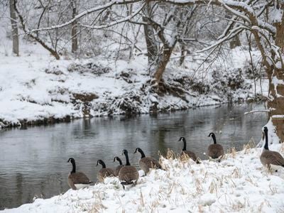 Wide shot of snowy forest and a line of seven Canadian geese on the shore of a stream.