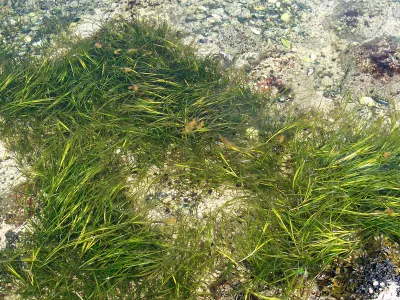 Eelgrass grows in the waters off Birch Island, Maine. The plant&nbsp;supports a bountiful and diverse ecosystem.