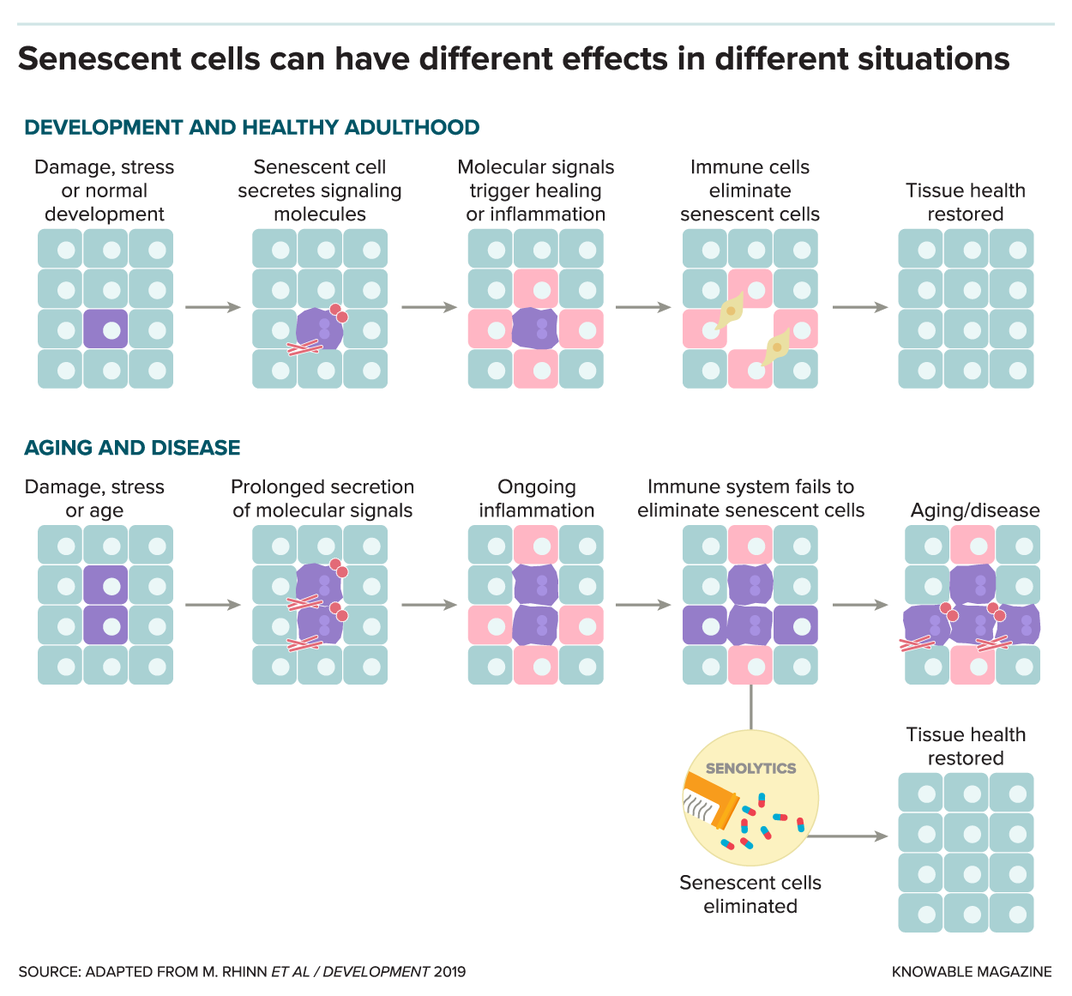 Could Getting Rid of Old Cells Help People Live Disease-Free for Longer?