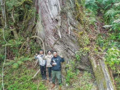 Researchers standing next to the tree at&nbsp;Yarlung Zangbo Grand Canyon National Nature Reserve look small by comparison.